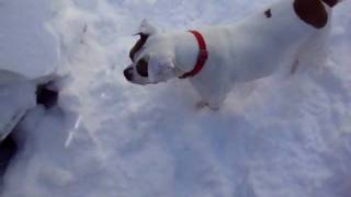 Sasha, An American Bulldog, In The Snow Part 2