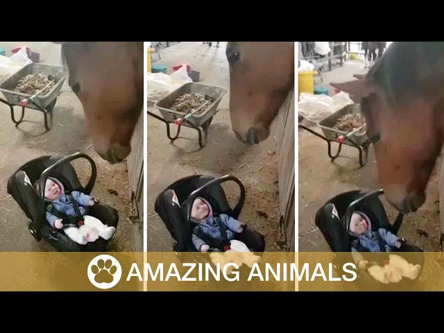Horse Rocks Crying Baby - Video