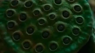 Man Eating Trees Adam Khor Darakht - Mysteries Of Trees - Urdu Doentaries By Unsuni Dastan