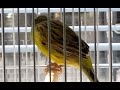 Canary
