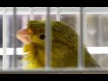 Canary