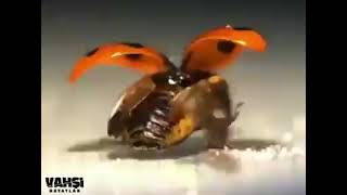 Uğur Böceği 3000Fps