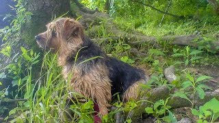 Norfolk Terrier Ottos Way Revisited