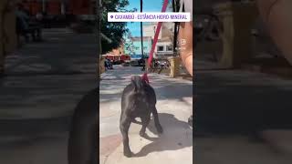 A Gordinha Rebolando.