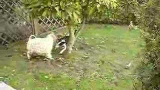 Bull Terrier Vs Wheaten Terrier