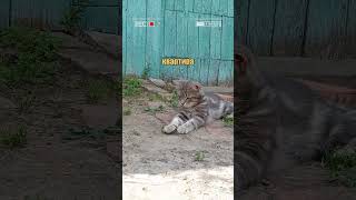 Сваха Всея Руси Истину Глаголит 😺 #Shortscats #Юмор #Ржачныевидео #Приколы #Cat #Жиза