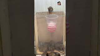 Catch Stupid Mice Easily