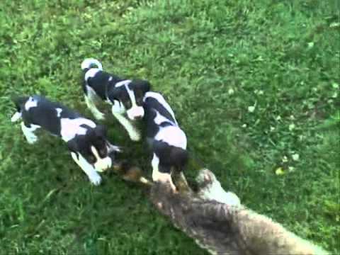Treeing Walker Puppies (For Sale) - YouTube
