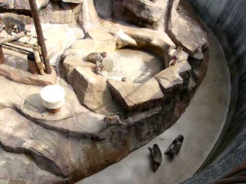 愛媛県立とべ動物園の日本猿（２００９．０２．２８）