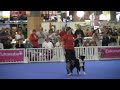 World Champion in Obedience 2011 - Maren & Amira