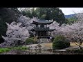 The four seasons in Kyoto(Japan),Spring(Cherry Blossoms) 【四季の京都、春・桜】