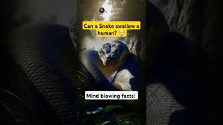 Can A Snake Swallow A Human Whole?
