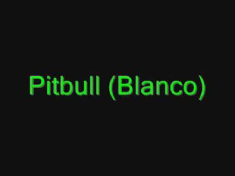 Pitbull Blanco