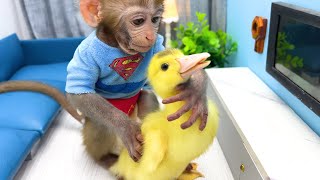 Baby Monkey Bon Bon Eat Watermelon And Plays With Duckling