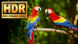 Exotic And Rare Beautiful Colored Birds Oled Test Hdr Dolby Vision