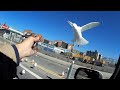 Mobius Action Cam Seaguls images Mobius Action Cam Seaguls