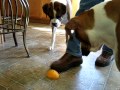 Kadie versus Half an Orange Peel