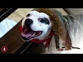 Most ILLEGAL Dog Breeds In The World!