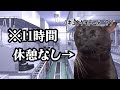【猫ミーム】ブラック飲食社員の日常・3連休編