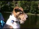 Ben Fox Terrier in France 2007