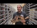 reptileshowtexasstyle
