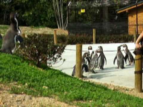 ペンギンヒルズ＠埼玉県こども動物自然公園