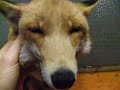 Foxy likes ^^