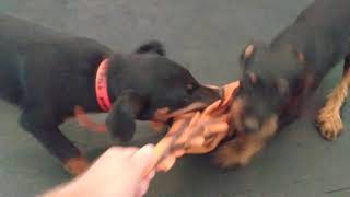 Jagdterrier Brasil