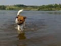 A Jack Russel dog taking a swim