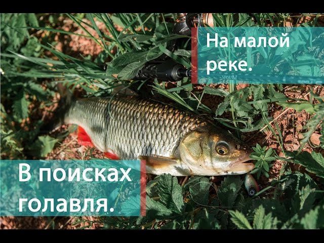 В поисках голавля. На малой реке.