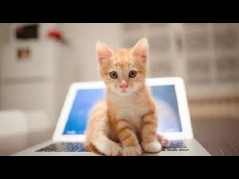 Cute Baby Animals Videos Compilation Cute Moment of The Animals 10
