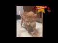 Cute Baby Animals Videos Compilation Cute Moment of The Animals 10