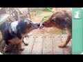 Dogs in Love - Dogs at Play