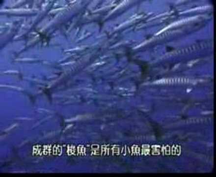 帛琉旅遊簡介（2）