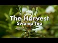 The Harvest: Swamp Tea