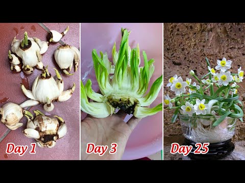 Hướng dẫn gọt củ thủy tiên chi tiết nhất - Cách trồng hoa thủy tiên