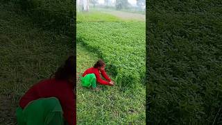 Barsim Ki Kheti Kaise Karen Barsim Ki Pahli Katai Kitne Dino Bad Karni Chahie