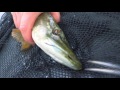 Fishing: catching pike with DUO bass lures. Fish camera. Рыбалка: щука на воблер. Подводная съёмка.