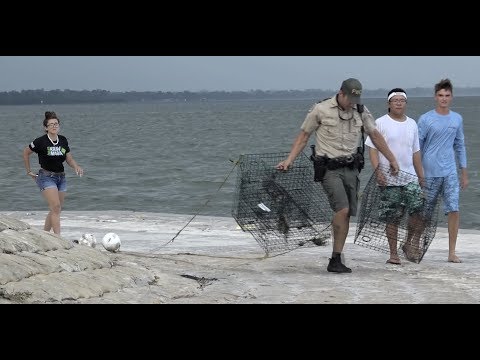 Alligator Video