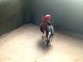 image Ayam Bangkok Pitik Hajar Jago Atos