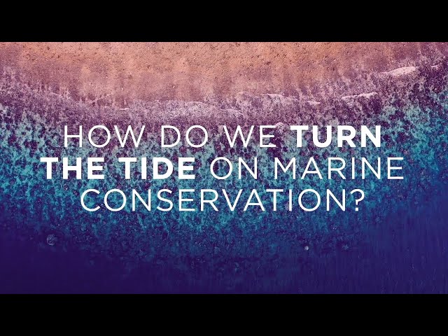 Watch How do we turn the tide on marine conservation? on YouTube.