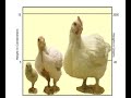 broiler