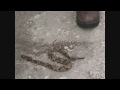 The Taurus Judge vs Copperhead Snake Video