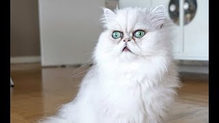 Funny Cat & Dog FAILS Vine Compilations NEW 2019 | Funny Animals
