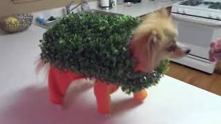 CRAZY Dogs in weird funny costumes