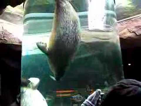 冬の旭山動物園 - アザラシ