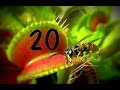 Top 20 / Venus flytrap - Venusfliegenfalle