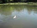 dino de witte reus 07 2012 002