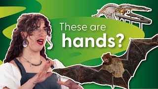 Bats And Whales Have Hands Sort Of Creature Features