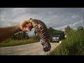 cichlid